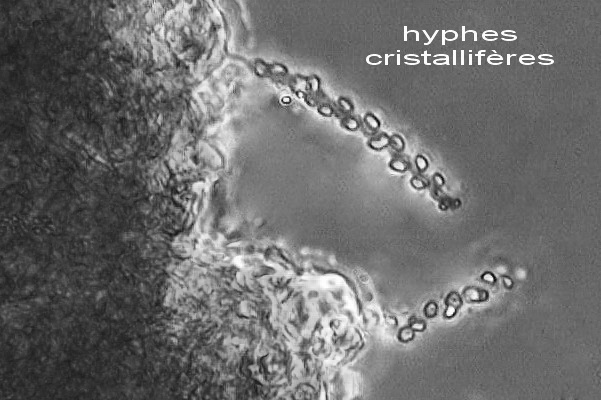 Phellinus da determinare - foto 5985